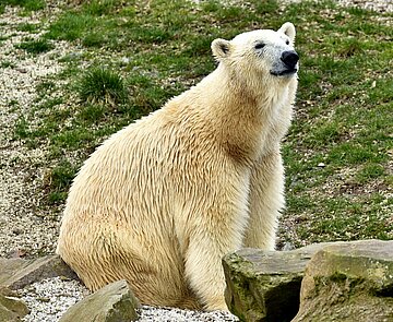 Eisbärweibchen Nuka lebt jetzt im Zoo Karlsruhe. Das in Dänemark geborene Tier soll mit Kap zusammengeführt werden.