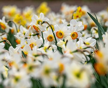 Osterglocken blühen in gelb und weiß orange im Frühling im Schlossgarten
