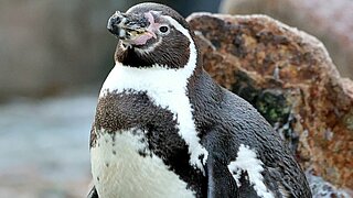 Ein Humboldt-Pinguin, dess Bestand von der Weltnaturschutzunion auf der Roten Liste als „gefährdet“ eingestuft wird.