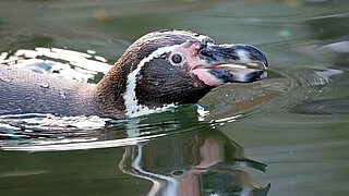 Ein Kopf eines Humboldt-Pinguins lugt aus dem Wasser hervor. 