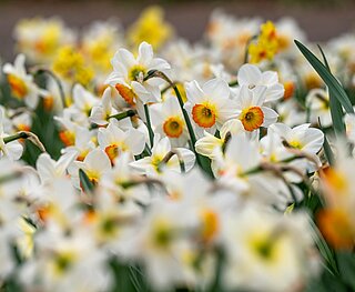 Osterglocken blühen in gelb und weiß orange im Frühling im Schlossgarten