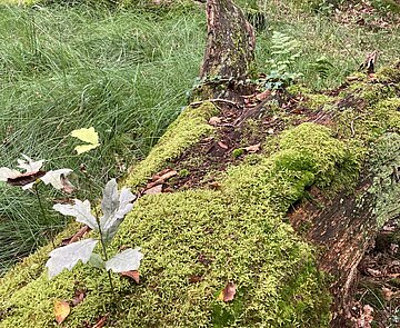 Das Bild zeigt einen bemoosten Baumstamm auf dem eine Eiche wächst.