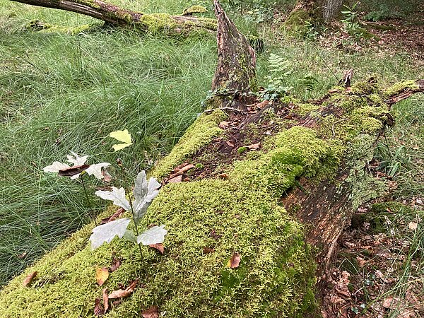 Das Bild zeigt einen bemoosten Baumstamm auf dem eine Eiche wächst.