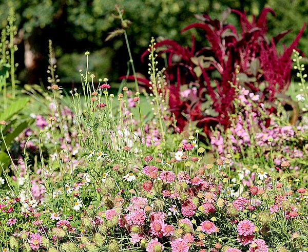 Derzeit sind im Zoologischen Stadtgarten Karlsruhe zahlreiche Sommerblumen zu bestaunen. Diese werden bei einer botanischen Führung den Teilnehmenden nähergebracht.