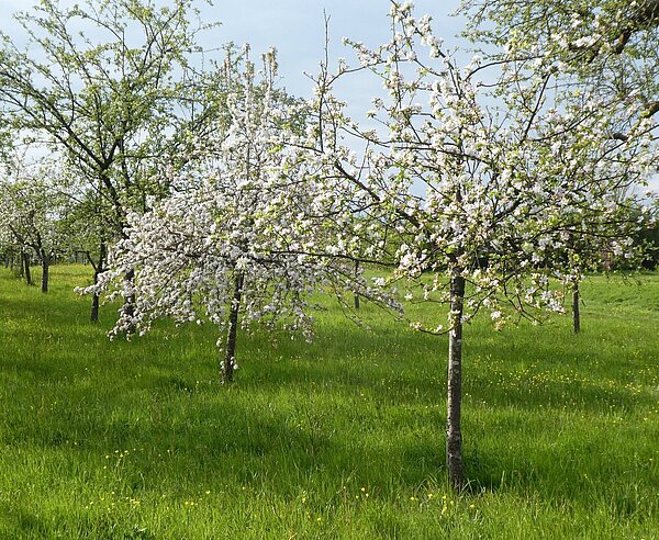 Obstbaumblüte in Hagsfeld