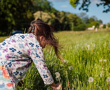 Mädchen auf einer grünen Wiese pflückt Löwenzahn