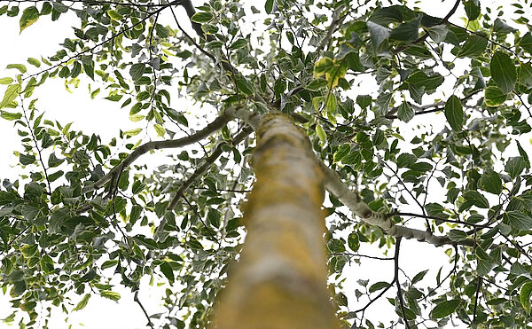 Zukunftsbäume für Karlsruhe: Ein Steckbrief der neuen Baumarten