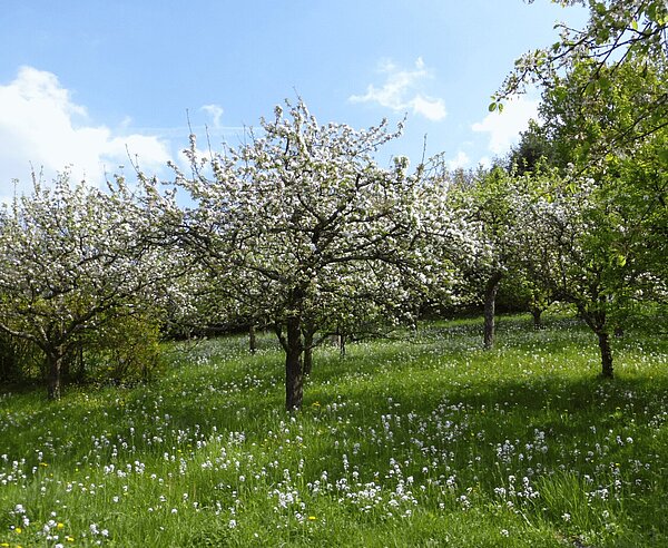Eine Streuobwiese in Grötzingen.