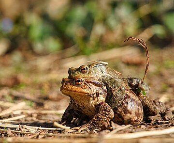 Erdkröte (Bufo bufo) Das Weibchen trägt das Männchen