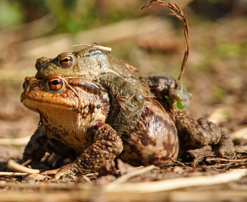 Erdkröte (Bufo bufo) Das Weibchen trägt das Männchen