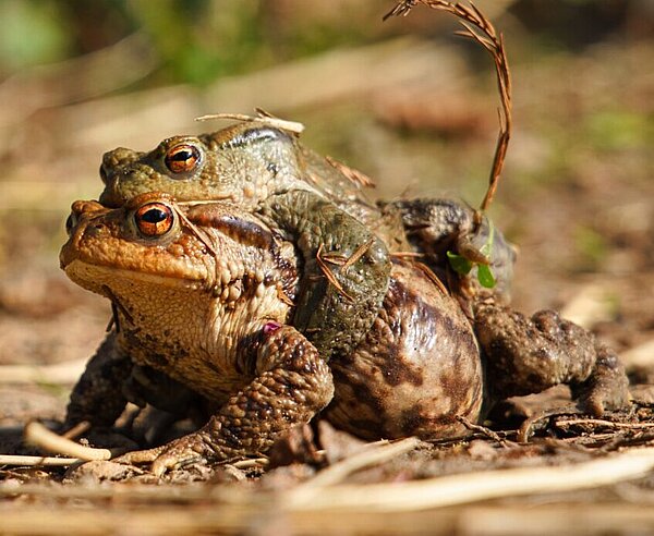 Erdkröte (Bufo bufo) Das Weibchen trägt das Männchen