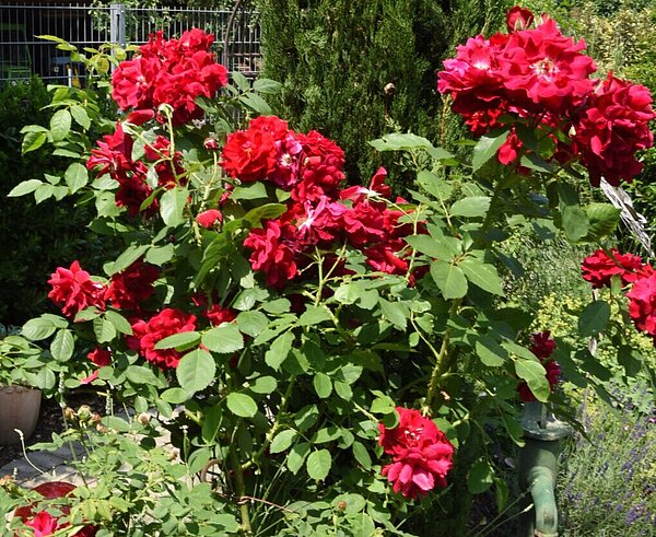 Rote Blumen in einem Garten