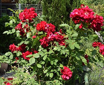 Rote Blumen in einem Garten