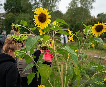 Sonnenblumen 