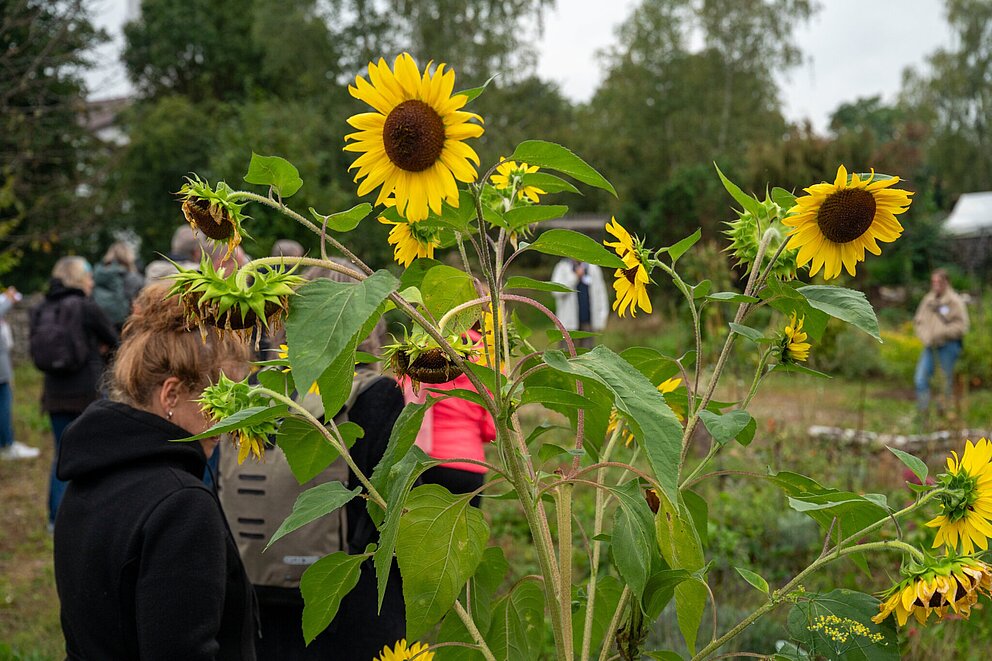 Sonnenblumen 