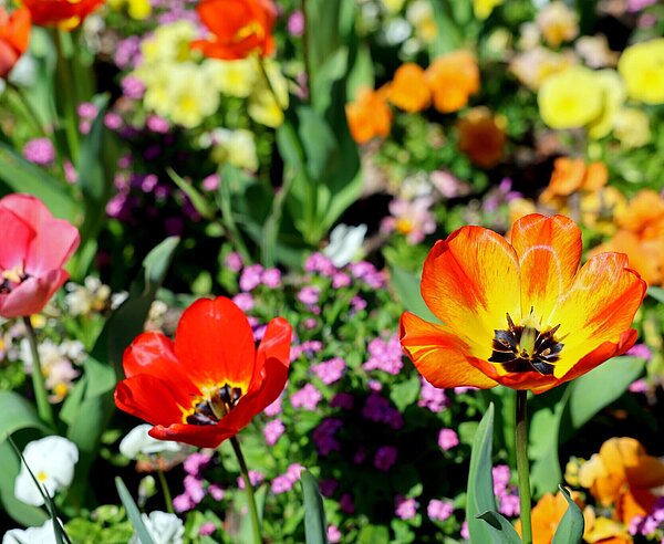 Der Zoologische Stadtgarten blüht derzeit auf. Bei einer Führung am kommenden Sonntag gibt es viel Infos zu Tulpen und anderen Frühjahrsblühern. 
