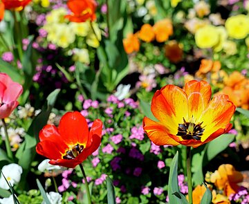 Der Zoologische Stadtgarten blüht derzeit auf. Bei einer Führung am kommenden Sonntag gibt es viel Infos zu Tulpen und anderen Frühjahrsblühern. 