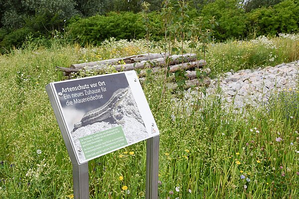 Erklärtafel vor Eidechsenhabitat in der Günther-Klotz-Anlage