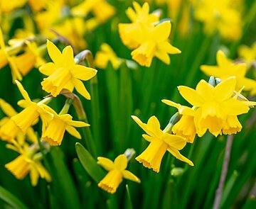 gelb blühende Narzissen auf dem Friedrichsplatz 