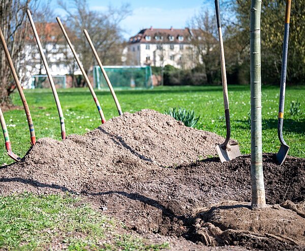 Baumpflanzung im Otto-Dullenkopf-Park anlässlich des Tag des Baumes 2026