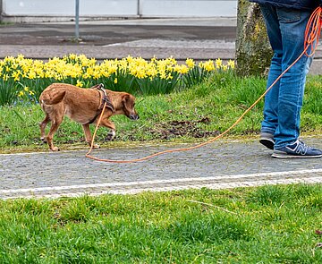 Hund an Hundeleine geht mit Hundehalter Gassi am Kaiserplatz