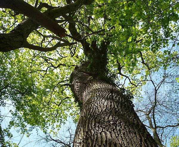 Das Foto zeigt eine starke Eiche im Wald.