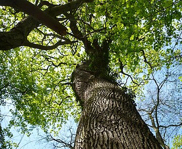 Das Foto zeigt eine starke Eiche im Wald.