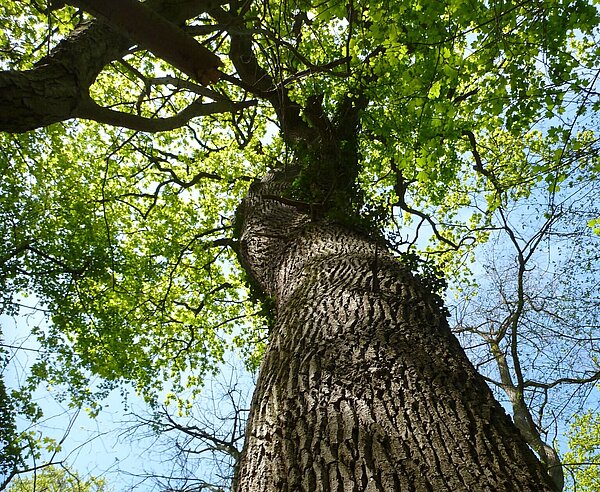 Das Foto zeigt eine starke Eiche im Wald.
