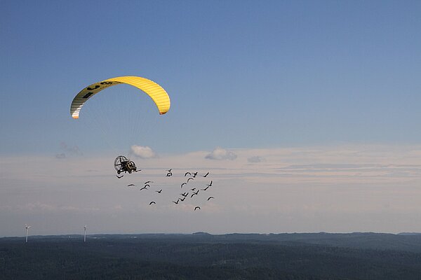 Waldrapp-Flugtraining begleitet von ihren Ziehmüttern in Ultraleichtflugzeugen.