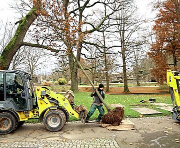 Insgesamt 15 neue Bäume werden aktuell im Stadtgarten gepflanzt.