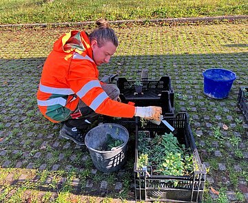 Auszubildender Adrian Reuther pflanzt Wildstauden 