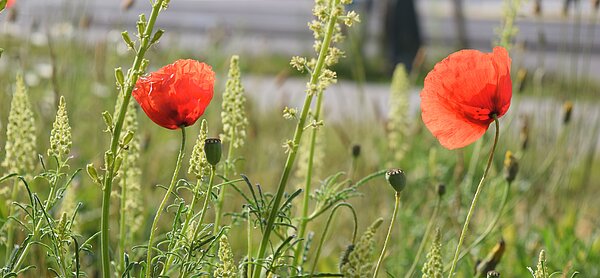 Das Bild zeigt zwei geöffnete Mohnblüten in einem Wiesenstreifen am Straßenrand.