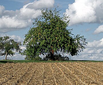 Bild zeigt Maisbild und mit Baum im Hintergrund in Hohenwettersbach.