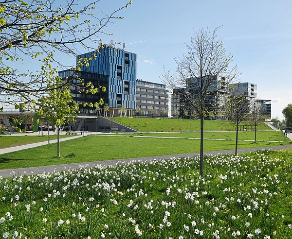Eine Rasenflächeim Citypark mit weißen Blumen