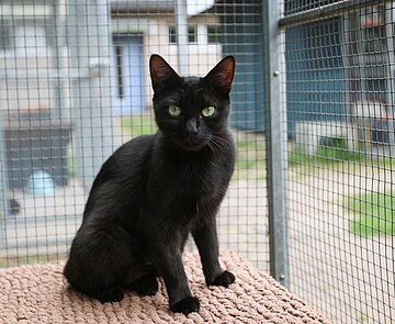 Eine der zu vermitteldnen schwarzen Katzen 