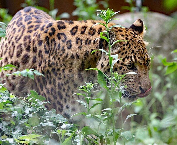 Chinaleopard Dschingis wurde in Hamburg geboren und lebte seit 2009 in Karlsruhe. 