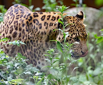 Chinaleopard Dschingis wurde in Hamburg geboren und lebte seit 2009 in Karlsruhe. 