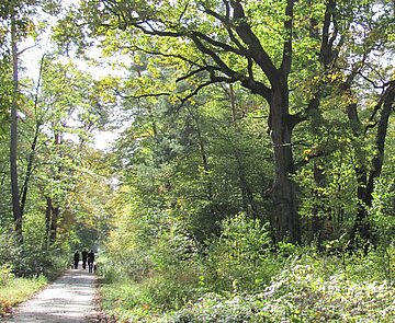 Die Stutenseer Allee im Hardtwald wird von Alteichen gesäumt
