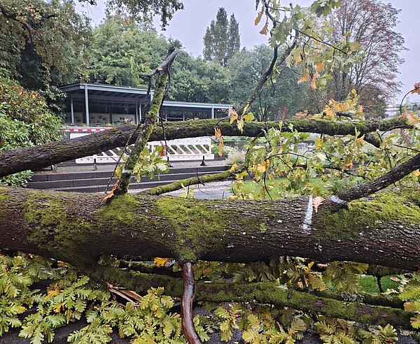 Im Zoologischen Startgarten stürzt eine uralte und tonnenschwere Eiche am Haupteingang auf die Gehwege.