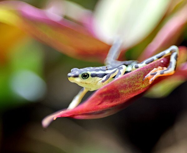 Eine Elegante Harlekinkröte im Karlsuher Zoo.