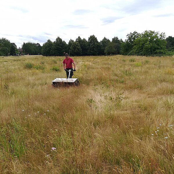 Mit einer handgeführten Erntemaschine wird das Karlsruher Saatgut geerntet (im Bild Stefan Mehner von der miteinanderleben service gGmbH).