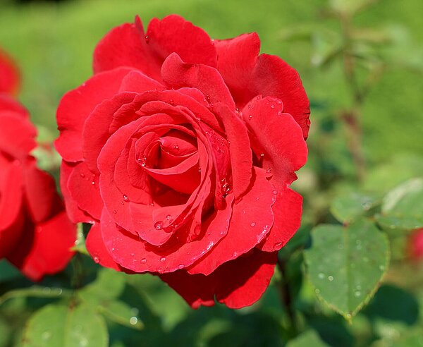 Der Karlsruher Rosengarten steht derzeit in voller Blüte.