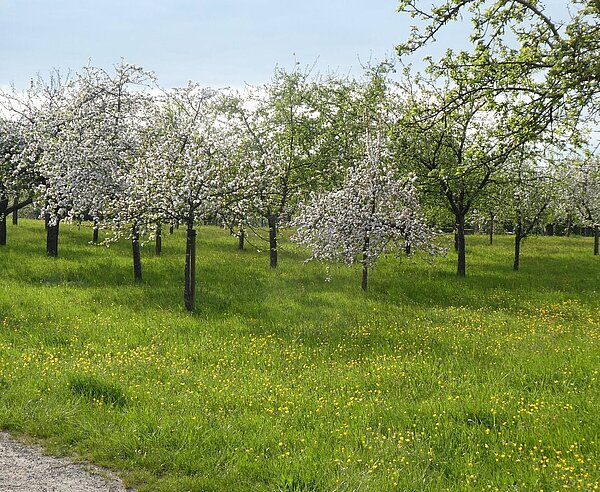 Obstbaumblüte in Hagsfeld
