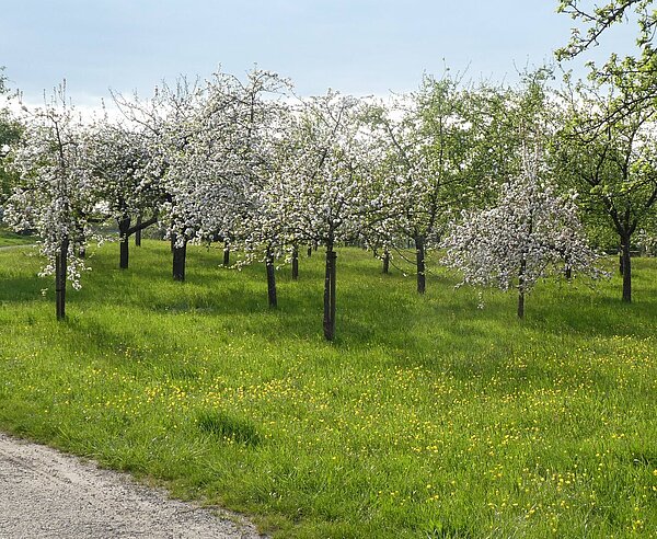 Obstbaumblüte in Hagsfeld