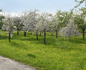 Obstbaumblüte in Hagsfeld