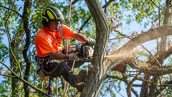 MItarbeiter des Kletterteams (auf einem Baum) sägt Ast ab.