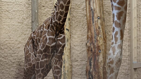 Giraffe im Zoo geboren