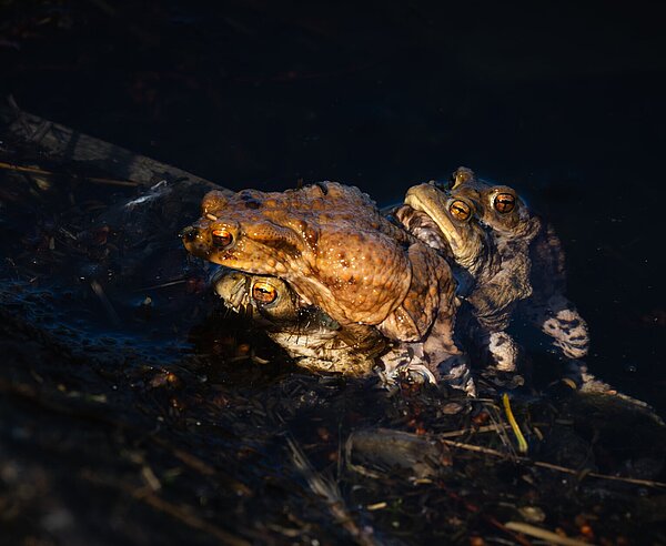 Die Erdkröte (Bufo bufo), Krötenwanderung 2025 