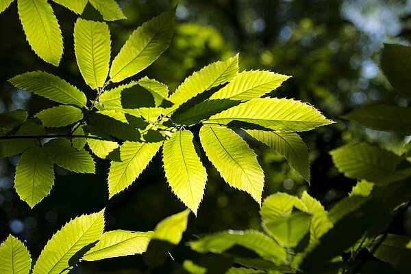 Detail eines Esskastanienblattes