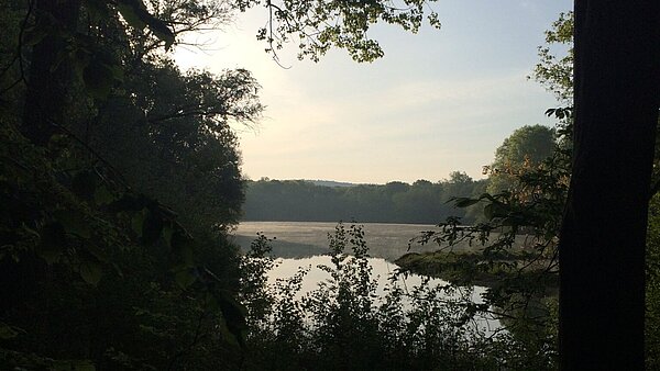 Blick durch die Ufervegetation auf den Erlachsee